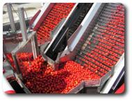 Tomato Processing